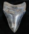 Inch Georgia Megalodon Tooth #3706-2